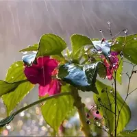 باد و باران در خراسان رضوی شدت می‌گیرد