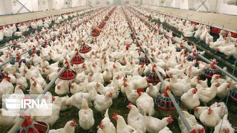 ۱۹ میلیون دز واکسن در مرغداریهای قزوین تزریق شد