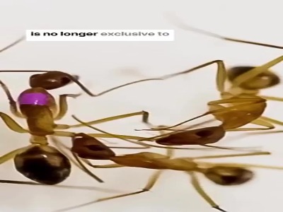 تعدادی مورچه در حال انجام عمل جراحی رو هم دیگه!