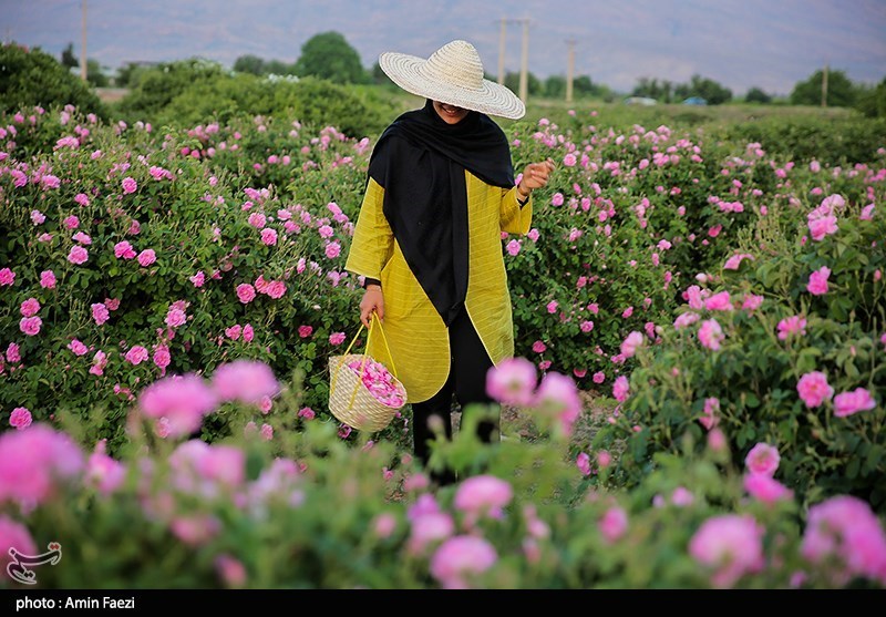 برداشت گل محمدی از باغات میمند فارس