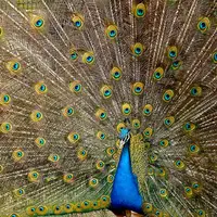 نمایی از ابهتِ دیدنی طاووس را ببینید