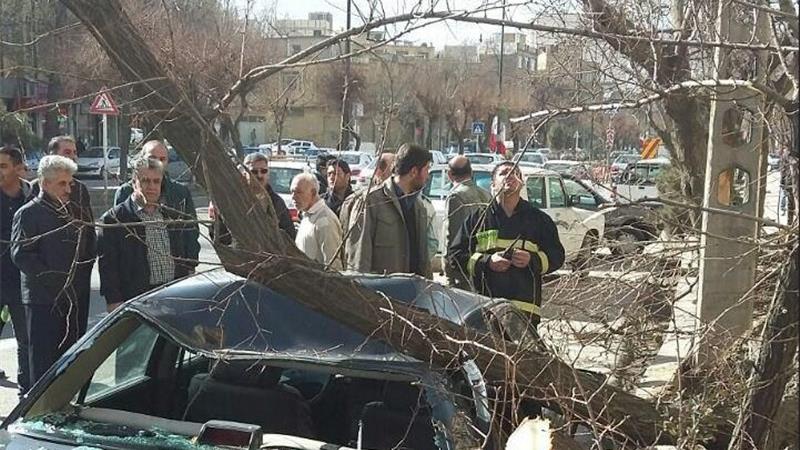 کاهش 50 درصدی خطر سقوط درختان هنگام طوفان با نگهداشت صحیح
