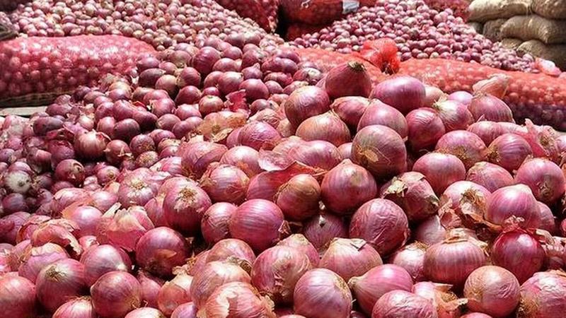 کشت پیاز در ۵۶۵ هکتار از زمین‌های کشاورزی شاهرود