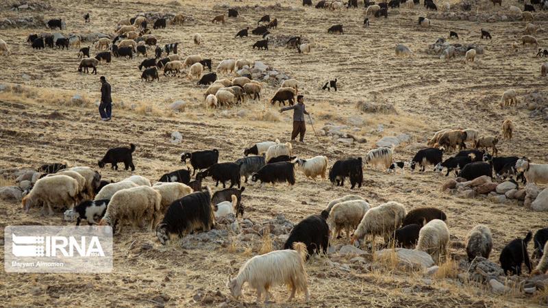 مرزبانی خراسانشمالی از خروج ۲۳۸ هزار رأس دام جلوگیری کرد