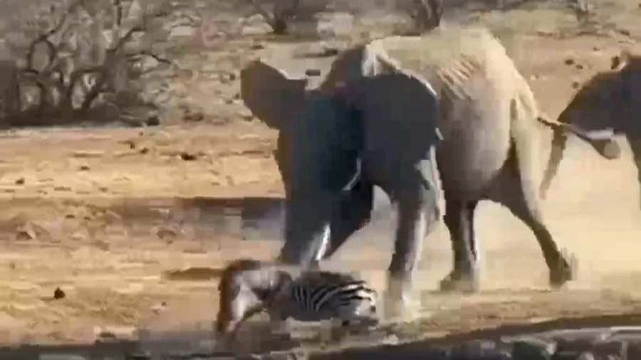  لحظه حمله وحشیانه گله فیل‌ها به گور خر بینوا!