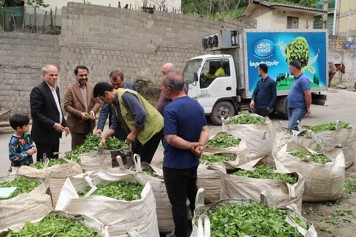 برداشت بیش از ۳۰۰ تُن برگ سبز چای از باغات شفت