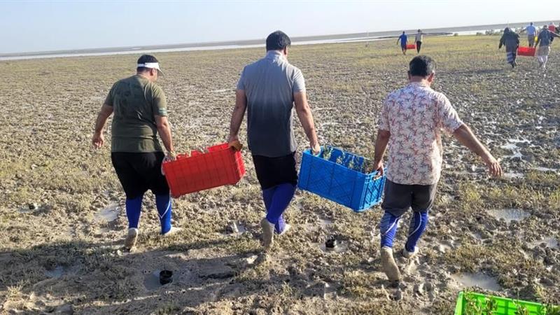 اجرای برنامههای زیستمحیطی به مناسبت روز ملی خلیج فارس در سواحل و جزایر استان بوشهر