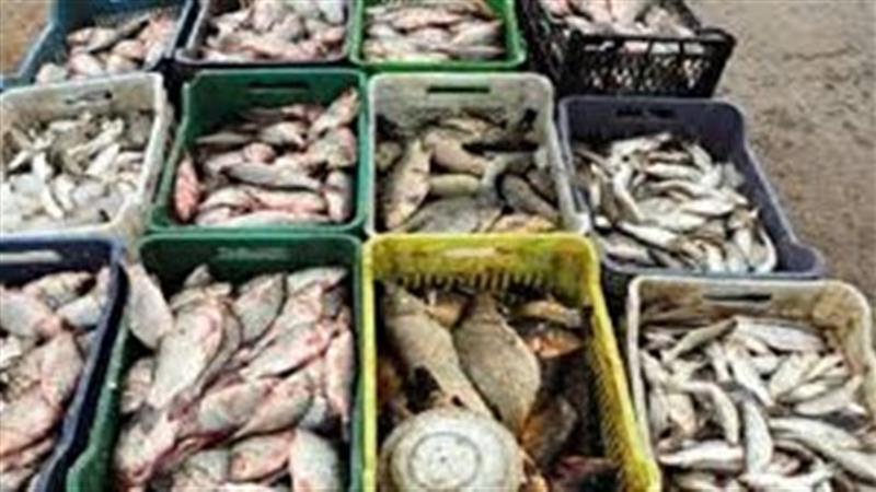 ظرفیت بالای اردبیل در صادرات محصولات شیلاتی