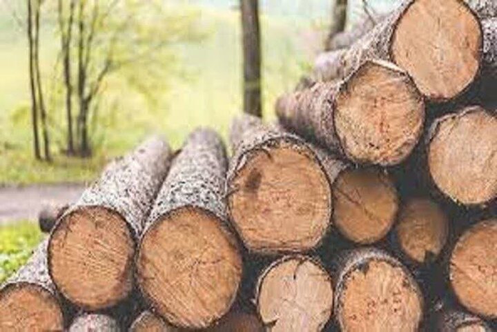 متهم حرفه‌ای قاچاق چوب در آمل دستگیر شد