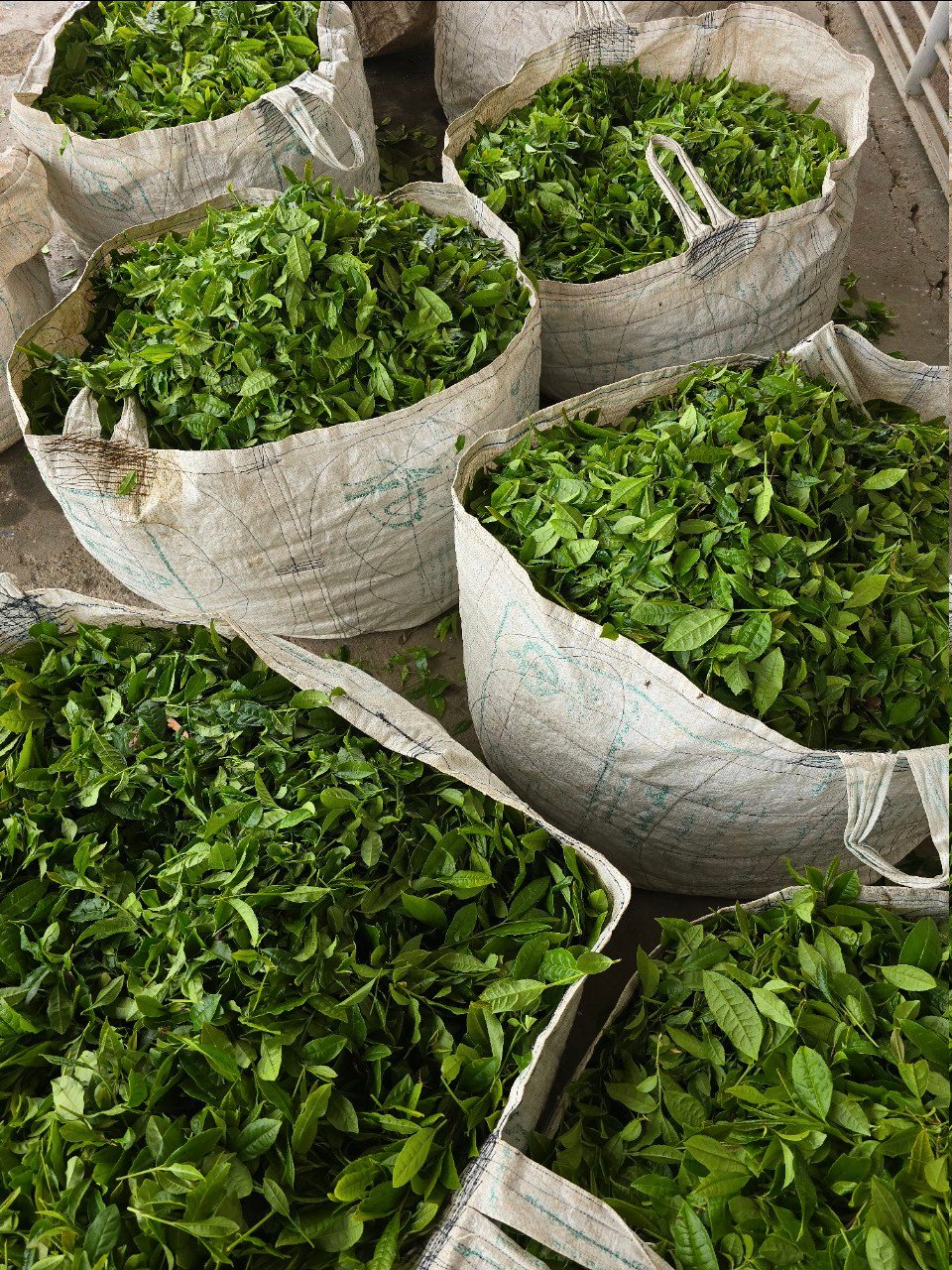 تصاویری از آغاز برداشت چای بهاره 