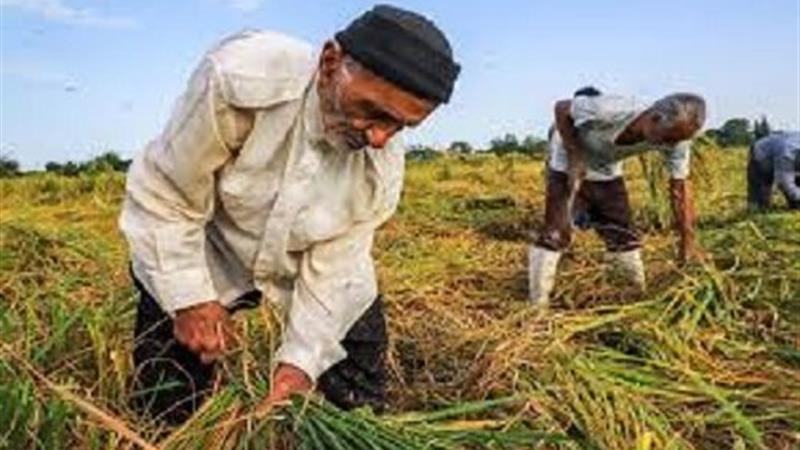 ۳۷ درصد اشتغال اردبیل در بخش کشاورزی است