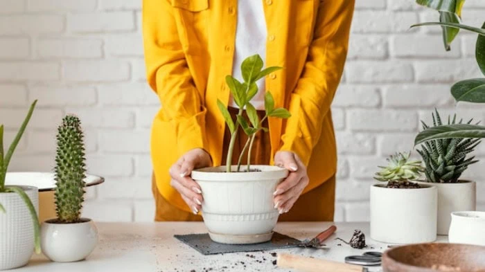 شگرد گلخونه ها برای رشد انفجاری گیاهان آپارتمانی
