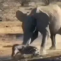  لحظه حمله وحشیانه گله فیل‌ها به گور خر بینوا!