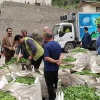 برداشت بیش از ۳۰۰ تُن برگ سبز چای از باغات شفت