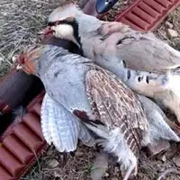 کشف لاشه ۵ قطعه تیهو و مرغابی از منزل شکارچی غیرمجاز در دنا