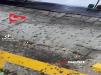 هجوم گسترده حشرات در فروشگاه‌های عربستان