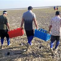 اجرای برنامه‌های زیست‌محیطی به مناسبت روز ملی خلیج فارس در سواحل و جزایر استان بوشهر
