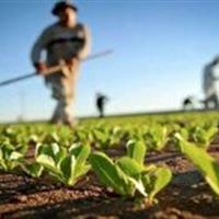 امهال بیش از ۷هزار و ۷۰۰ فقره تسهیلات سرمایه در گردش کشاورزی در چهارمحال و بختیاری