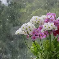 وزش باد شدید و رگبار پراکنده در یزد