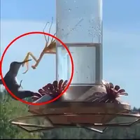 لحظه شکار یک پرنده توسط یک حشره و خوردن او!