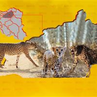 خوش‌خبری‌ها در زادروز یوزپلنگ‌ها؛ «فیروز» سرحال و قبراق است + عکس