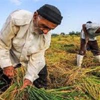 ۳۷ درصد اشتغال اردبیل در بخش کشاورزی است