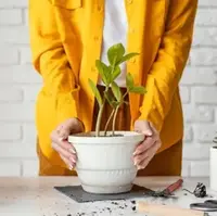  شگرد گلخونه ها برای رشد انفجاری گیاهان آپارتمانی