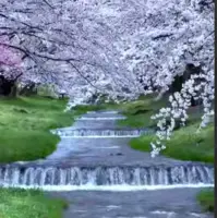 درختان گیلاس در رودخانه کانونجی-گاوا ژاپن