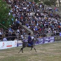 هنرنمایی چابک‌سواران در جشنواره اسب کردی  به میزبانی سنندج