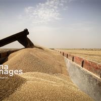 معاون استاندار: بازنگری قیمت خرید تضمینی گندم، مطالبه گلستان است
