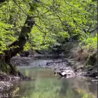 طبیعت بهاری سیاهکل گیلان
