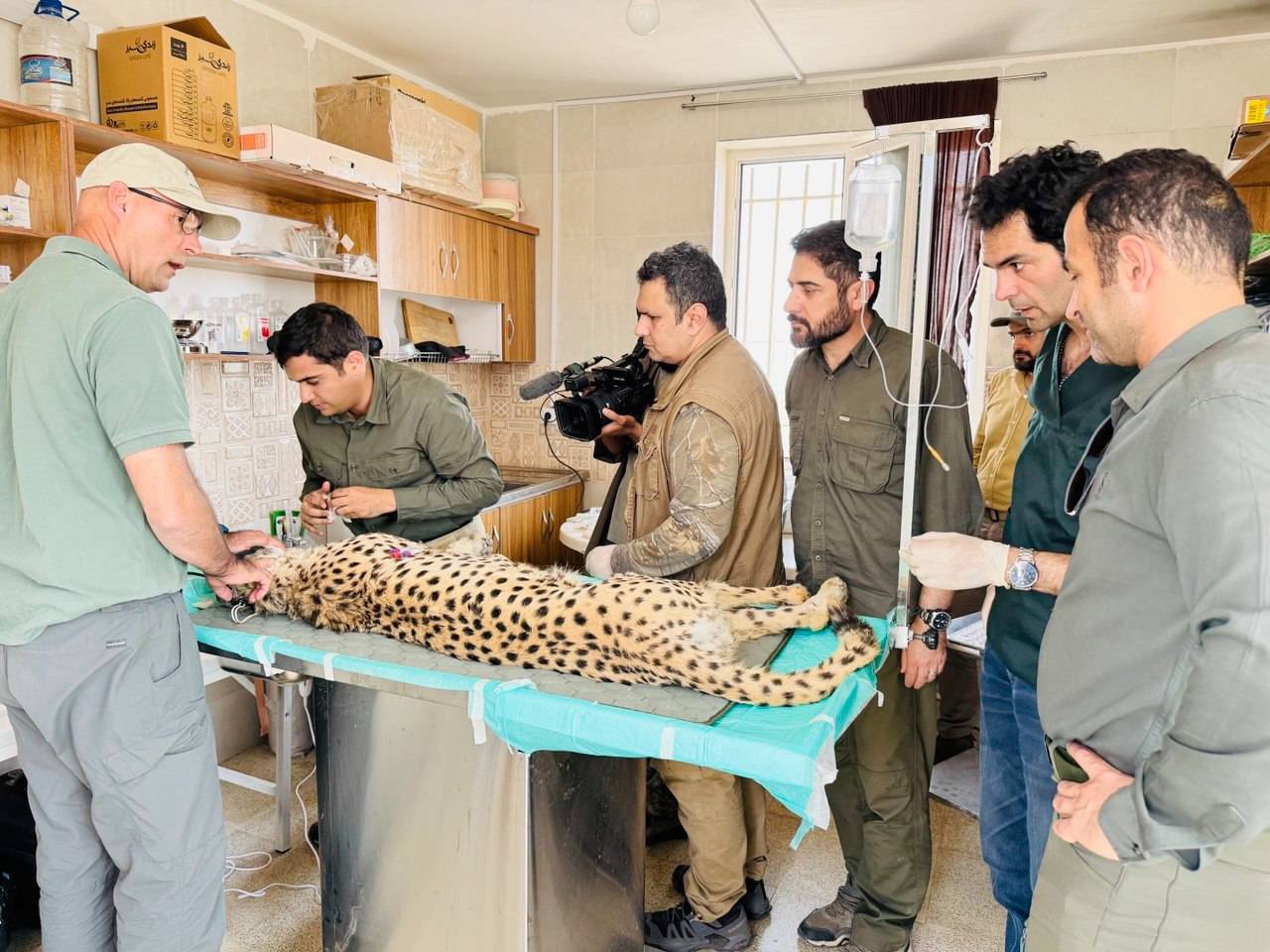 خوشخبریها در زادروز یوزپلنگها؛ «فیروز» سرحال و قبراق است