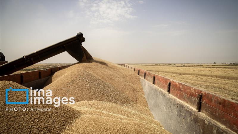 معاون استاندار: بازنگری قیمت خرید تضمینی گندم، مطالبه گلستان است