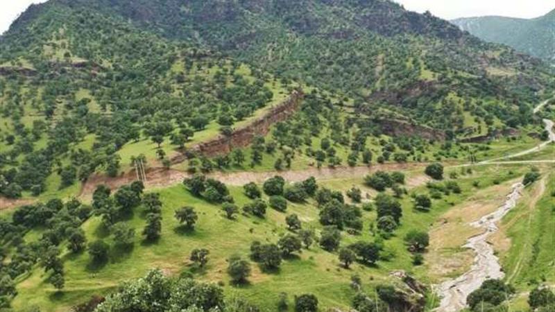 نگرانی از پدیده زوال بلوط طی فصل بهار و تابستان در جنگل‌های لرستان