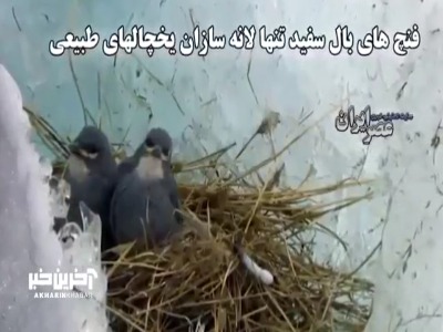 فنچ های بال سفید تنها لانه سازان یخچالهای طبیعی
