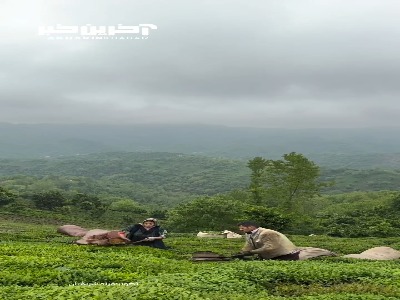 لاهیجان، سرزمین چای