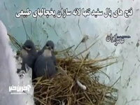 فنچ های بال سفید تنها لانه سازان یخچالهای طبیعی