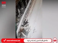 جولان سگ‌های ولگرد در دماوند؛ وقتی یک میش را زنده زنده می‌خورند!