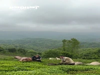 لاهیجان، سرزمین چای 
