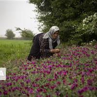 ۱۰۵ میلیارد ریال تسهیلات به روستاییان خراسان‌شمالی پرداخت شد