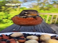 نمایی جالب از غذا خوردن پرندگان مختلف
