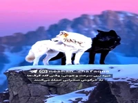 نبرد بین سرعت و هوش