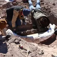 گوناگون/ کنده درخت، گنج ۱۲ هزار ساله بود