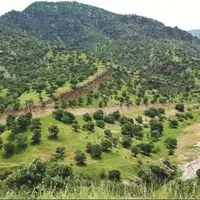 ۱۵ هزار هکتار جنگل درگیر آفت جوانه‌خوار بلوط در کهگیلویه و بویراحمد