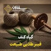 گیاه کنف فیبر طلایی طبیعت
