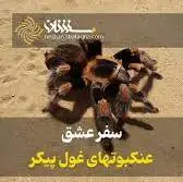  سفر عشقِ عنکبوتهای غول پیکر