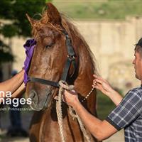 جشنواره «اسب کُردی» در سنندج