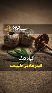 گیاه کنف فیبر طلایی طبیعت