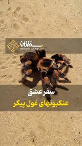سفر عشقِ عنکبوتهای غول پیکر