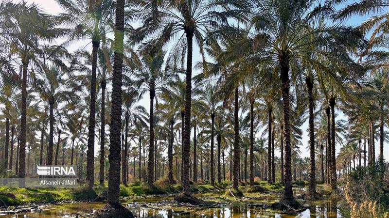 آبیاری یک میلیون اصله نخل در دشتستان آغاز شد